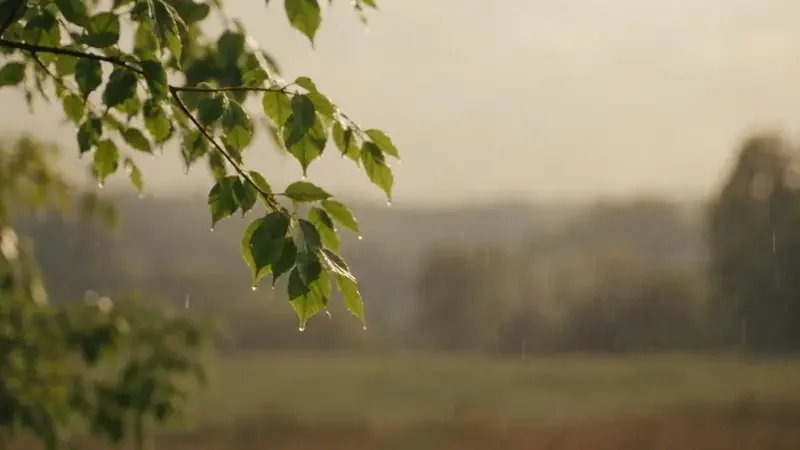 春天第一场雨 视频封面